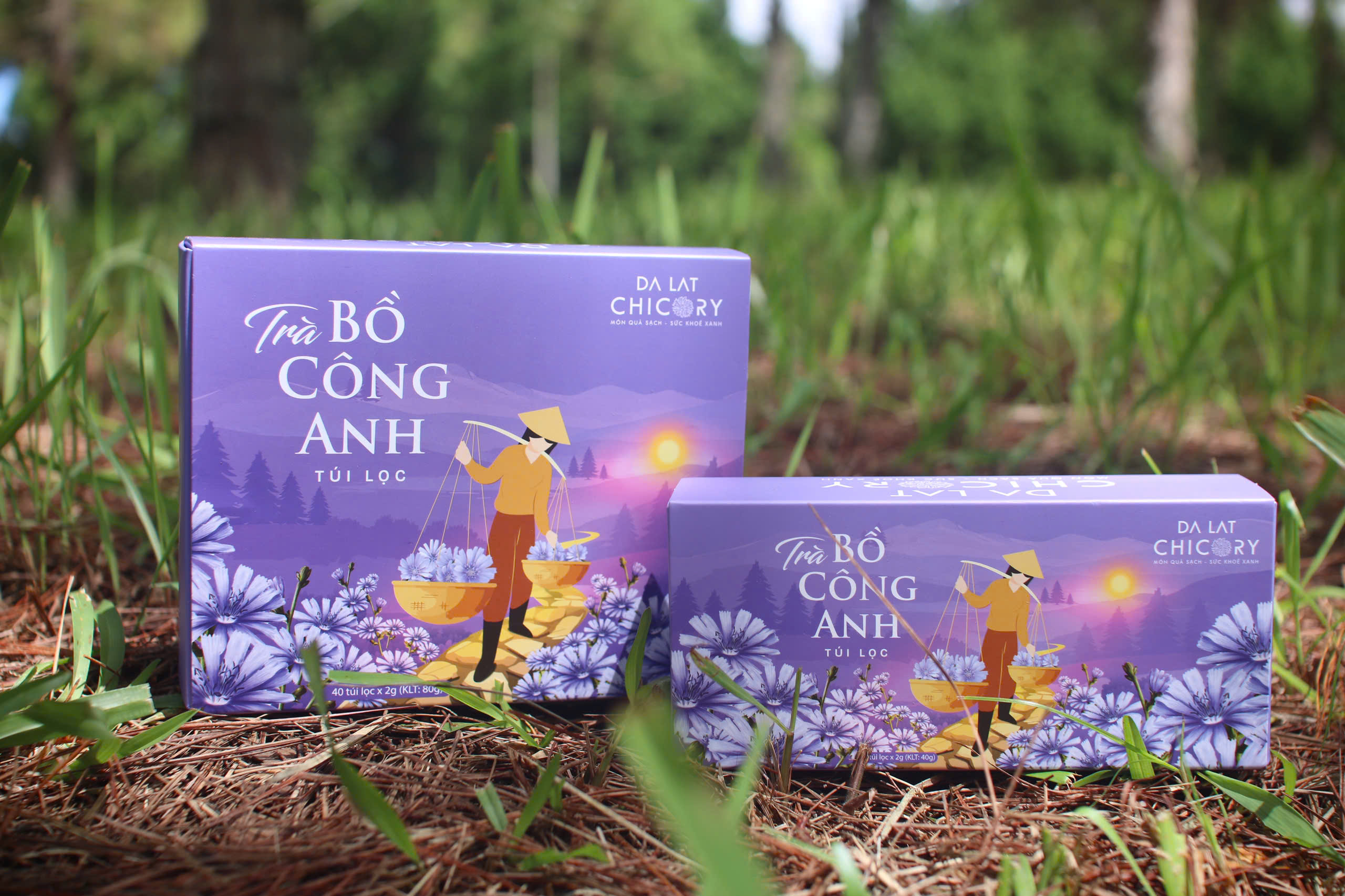 Trà Bồ Công Anh Chicory Dalat (40 túi lọc x2g)